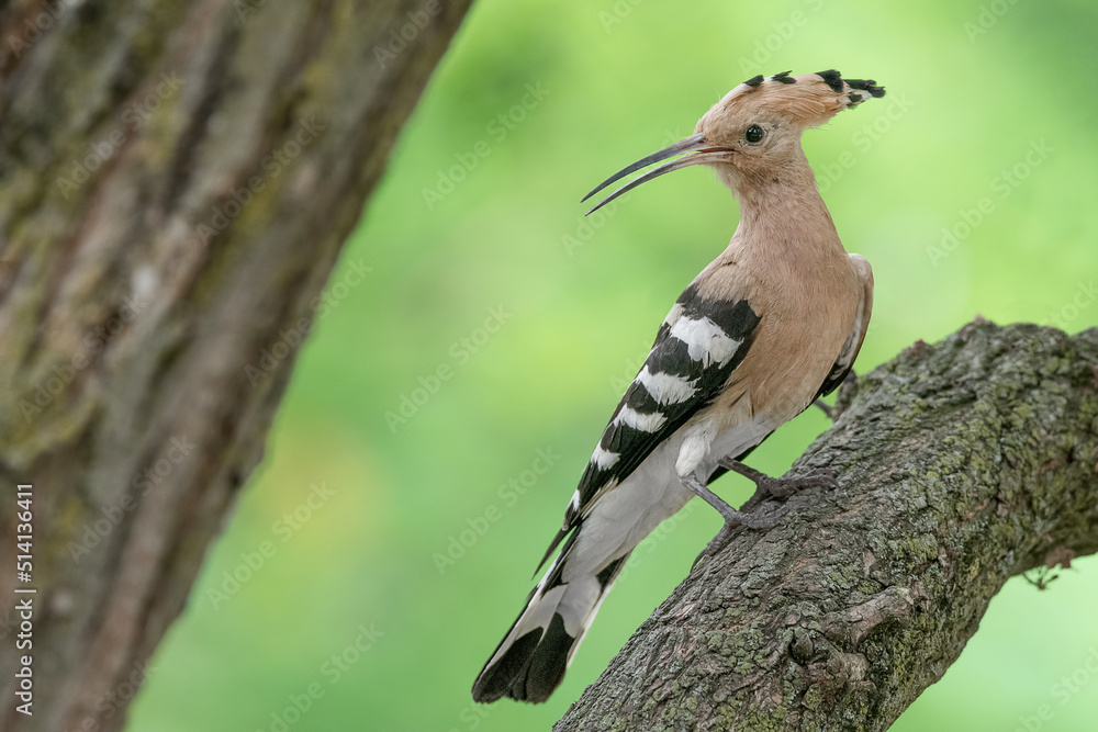 Amazing portrait of Eurasian hoopoe (Upupa epops) Amazing portrait of Eurasian hoopoe (Upupa epops)