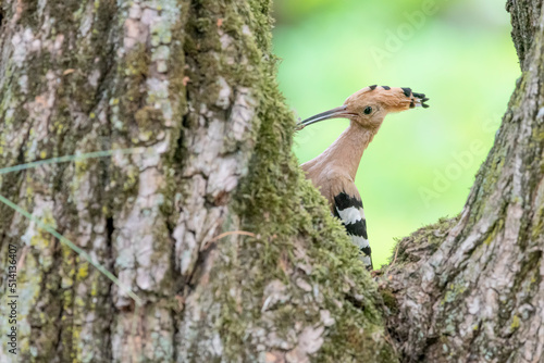 Eurasian hoopoe on nest (Upupa epops) © manuel