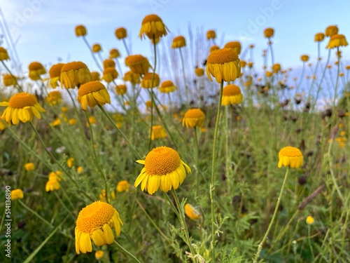 Obraz na płótnie Cota, Blumen, beim Schlafengehen