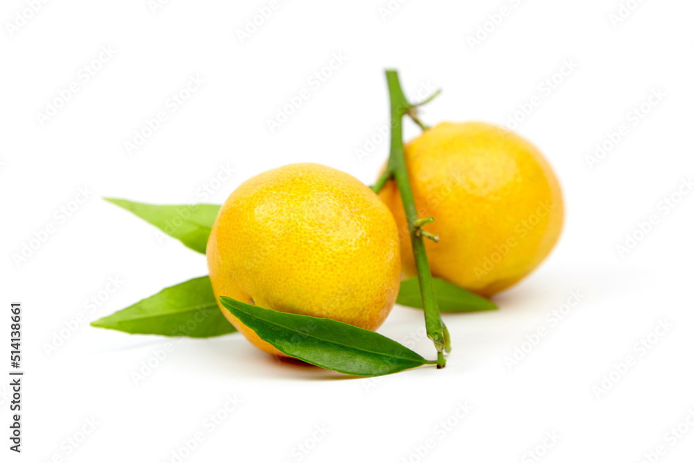 Tangerine fruits isolated on white. Fresh tangerine with green leaves Tangerine fruits isolated on white. Fresh tangerine with green leaves