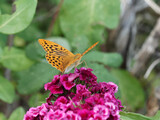 Argynnis paphia - Silver-washed fritillary, flashy butterfly. Pale orange and black spots on wings upperside, Green and silver streaks underside 