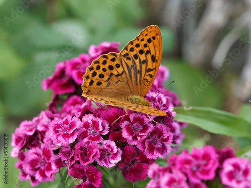 Slika na platnu Silver-washed fritillary or Argynnis paphia, wings spread, resting on Dianthus b