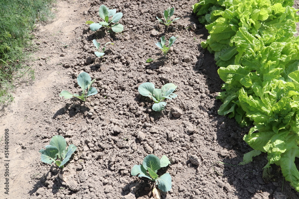 plant cabbage in the soil plant cabbage in the soil