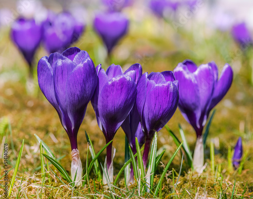 Springtime with purple corcus flowers photo