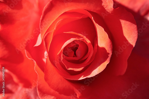 Fototapeta Naklejka Na Ścianę i Meble -  Macro photo of a blooming red rose, backdrop.