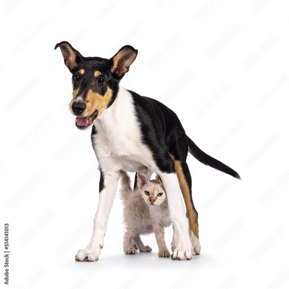 Smooth Collie dog pup standing over and LaPerm cat kitten. Both looking towards camera. Isolated on a white background.