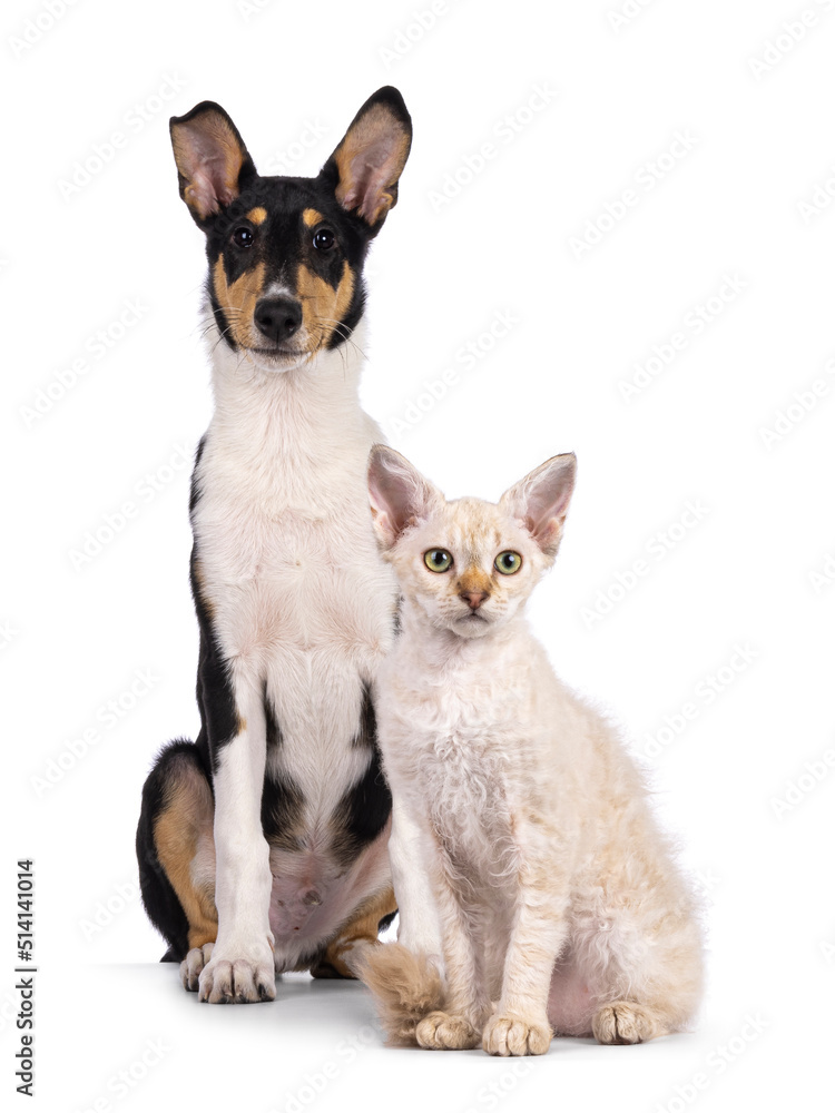 Smooth Collie dog pup and LaPerm cat kitten, sitting together. Both looking towards camera. Isolated on a white background.