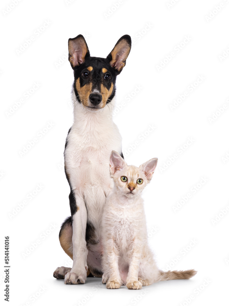 Smooth Collie dog pup and LaPerm cat kitten, sitting together. Both looking to the side. Isolated on a white background.