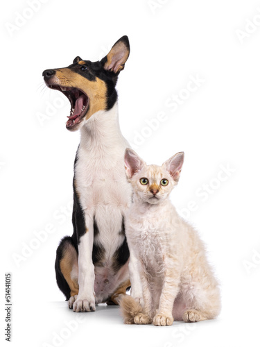 Smooth Collie dog pup and LaPerm cat kitten, sitting together. Dog yawning and cat looking towards camera. Isolated on a white background.