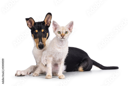 Smooth Collie dog pup and LaPerm cat kitten, laying and sitting together. Both looking towards camera. Isolated on a white background.