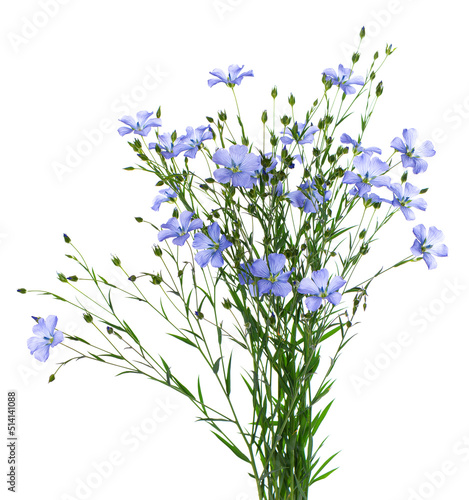 Fototapeta Naklejka Na Ścianę i Meble -  Flax flowers isolated on white background. Bouquet of blue common flax, linseed or linum usitatissimum.