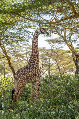 Giraffe in front Amboseli national park Kenya masai mara. Giraffa reticulata  sunset.