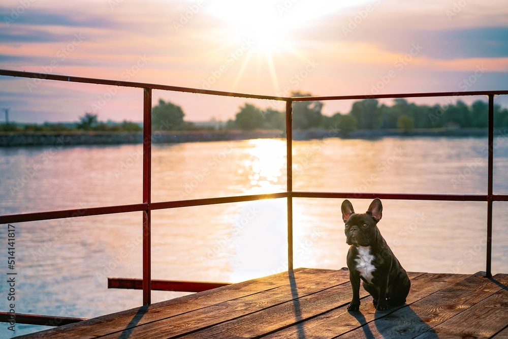 French bulldog on pier at sunset