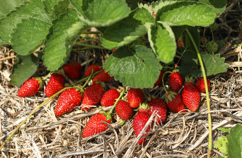 ripe strawberries on a bed of mulched straw