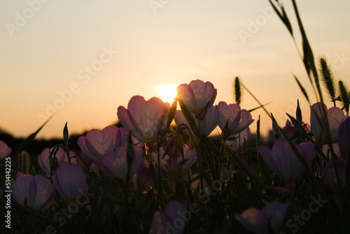夕日に照らされる花、一日の終わり photo