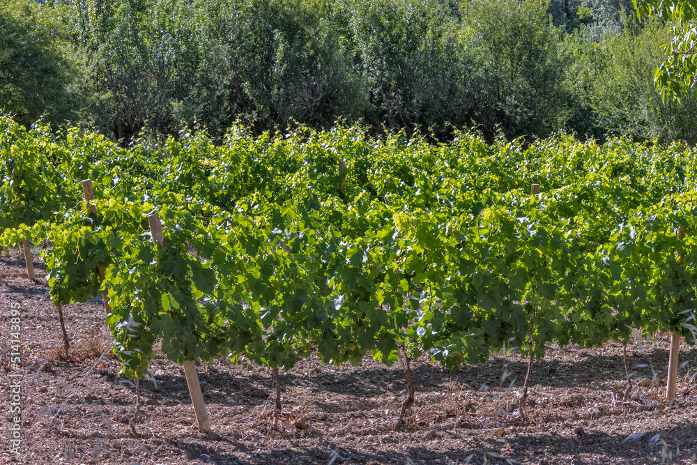 plantation de raisin, vignoble agricole en France