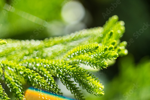 Green leaves and branch of small plant