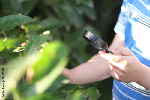 Little boy looking on grass with magnifier. Preschooler child is exploring nature with magnifying glass. Curious children in the woods.