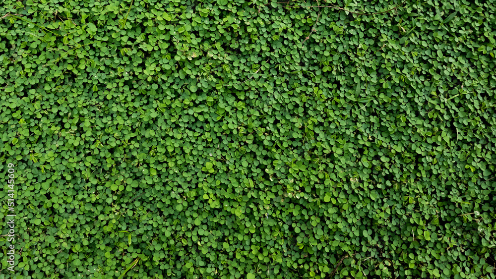 Vegetative background from leaves and plants. Green vegetation backdrop. Vegetative background from leaves and plants. Green vegetation backdrop.