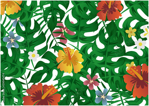 ハイビスカス　南国　亜熱帯植物