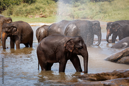Elephants wash in the river at the Pinnawala Elephant Sanctuary. Sri Lanka photo