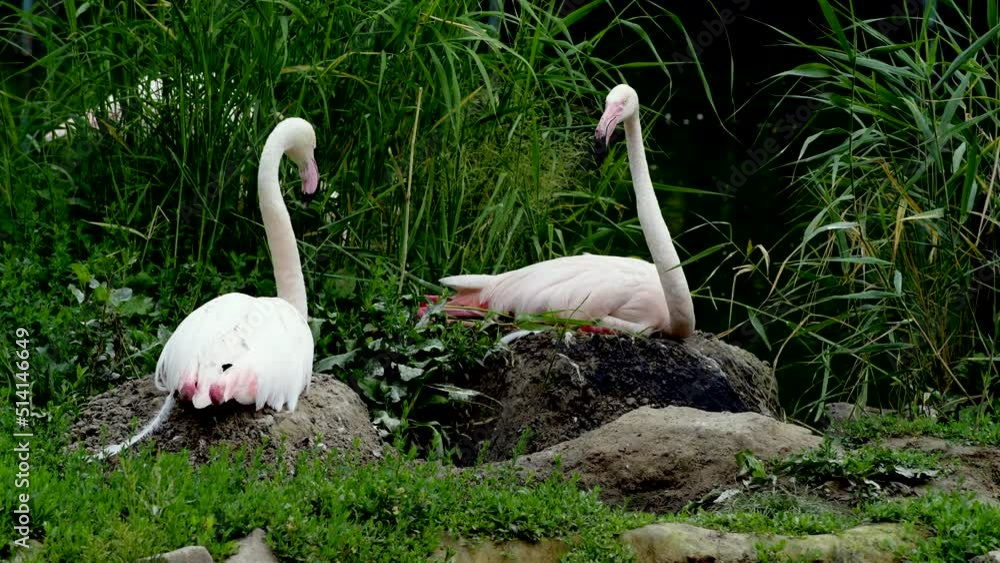 Pair of Pink flamingos hatching eggs in wild lake Pair of Pink flamingos hatching eggs in wild lake