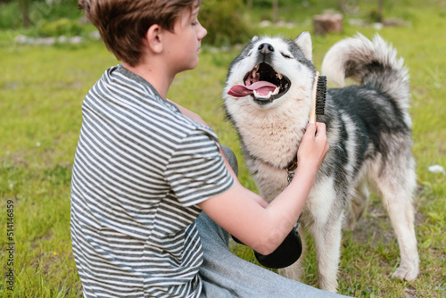 Young teenage boy combing dog at special brush outdoor in yard. Boy brushing husky with comb. Concept of care animal  home grooming  best pet for child  teenager and pet dog  favorite pet.