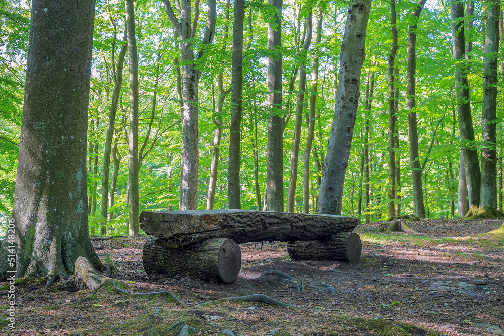 A wooden bench in the middle of a dense forest in Poland A wooden bench in the middle of a dense forest in Poland
