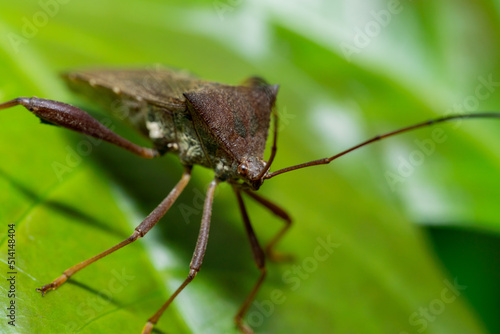 Leaf Footed Bugs animal macro photo in the wild