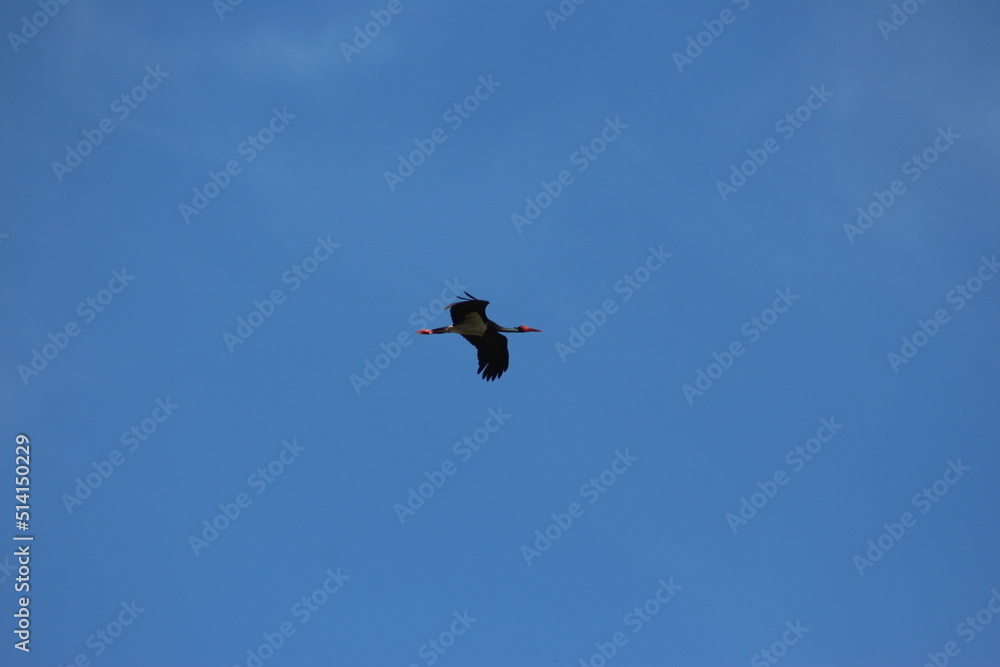 Storks in the field and in flight Storks in the field and in flight