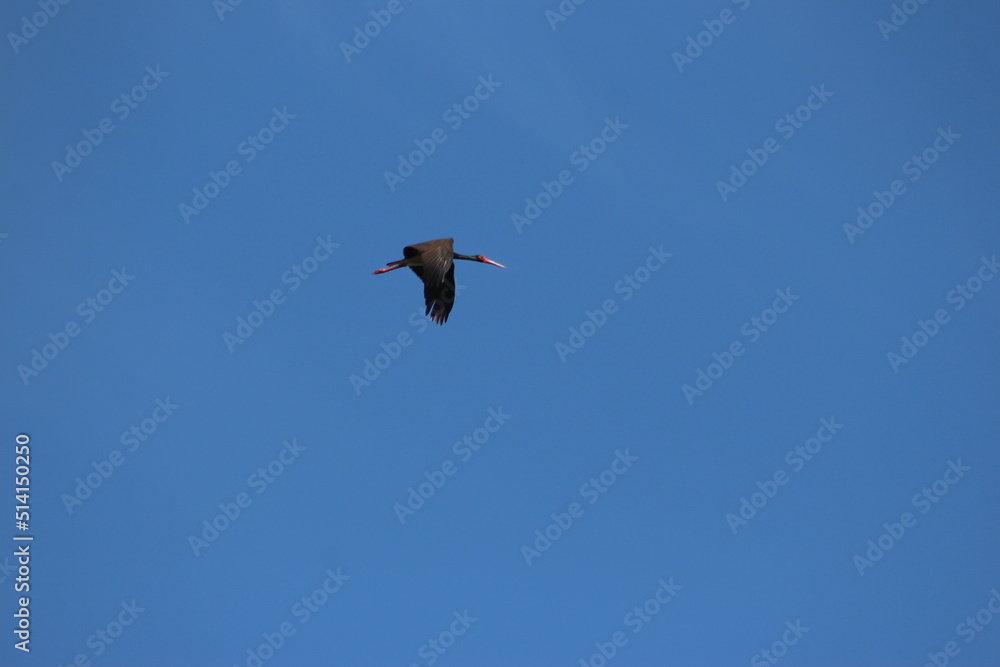 Storks in the field and in flight Storks in the field and in flight