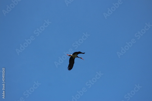 Storks in the field and in flight