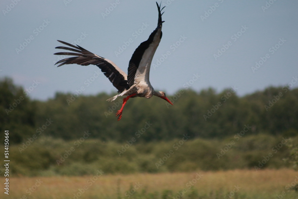Naklejka premium Storks in the field and in flight