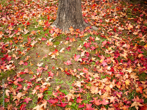 alberi autunno photo