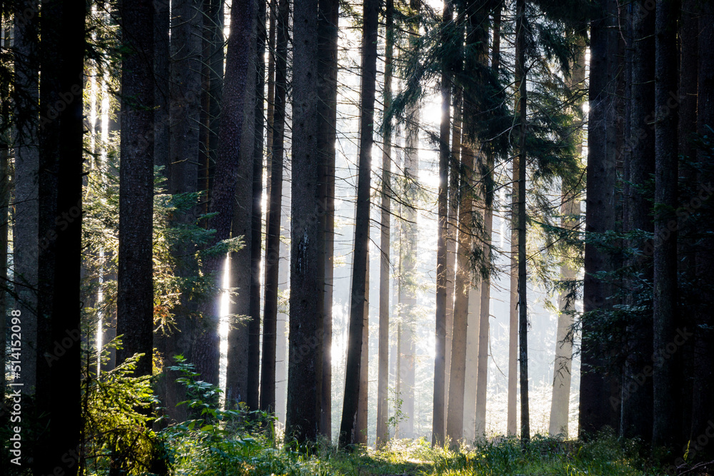 Obraz premium interior de un bosque de abetos, Abies alba, Baden-Wurtemberg, distrito de Selva Negra-, Alemania, Europe