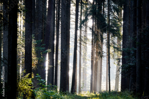 Fototapeta Naklejka Na Ścianę i Meble -  interior de un bosque de abetos, Abies alba, Baden-Wurtemberg, distrito de Selva Negra-, Alemania, Europe