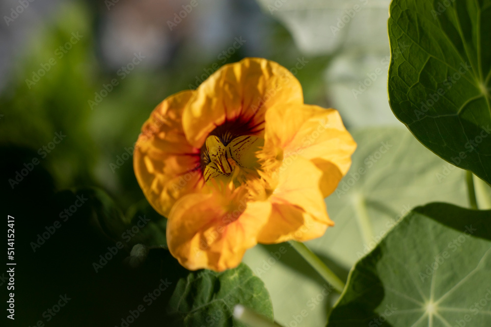 orange yellow flower orange yellow flower