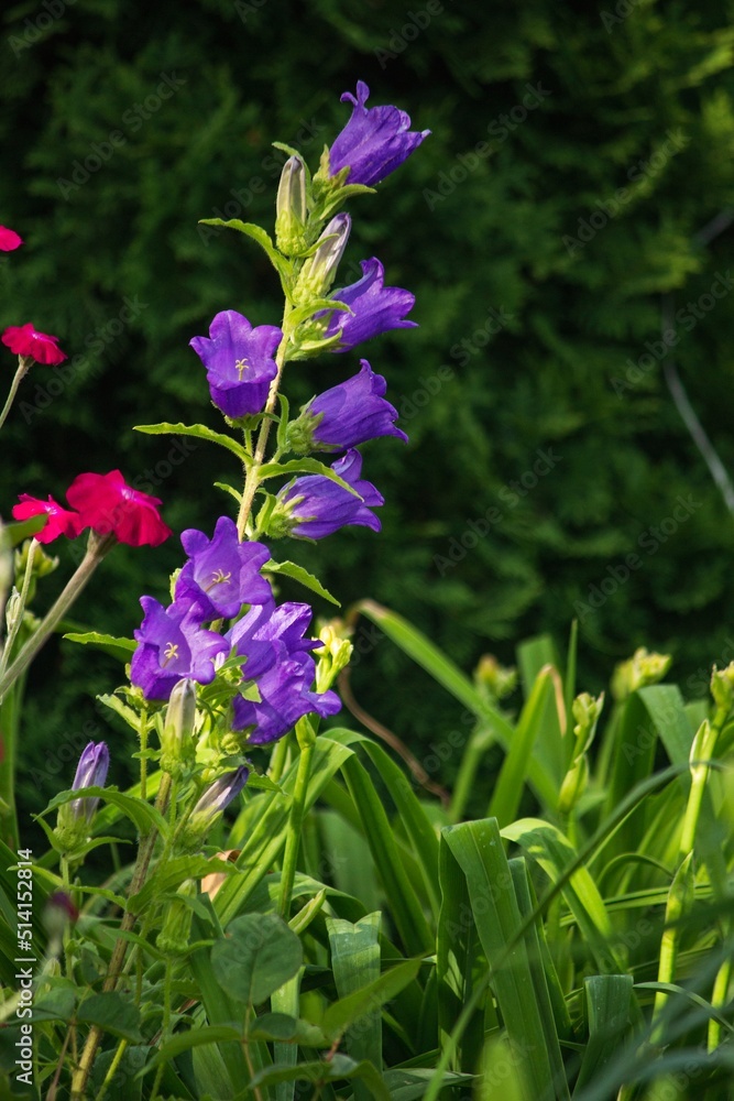 Bell-flowers on a flower bed closeup Bell-flowers on a flower bed closeup