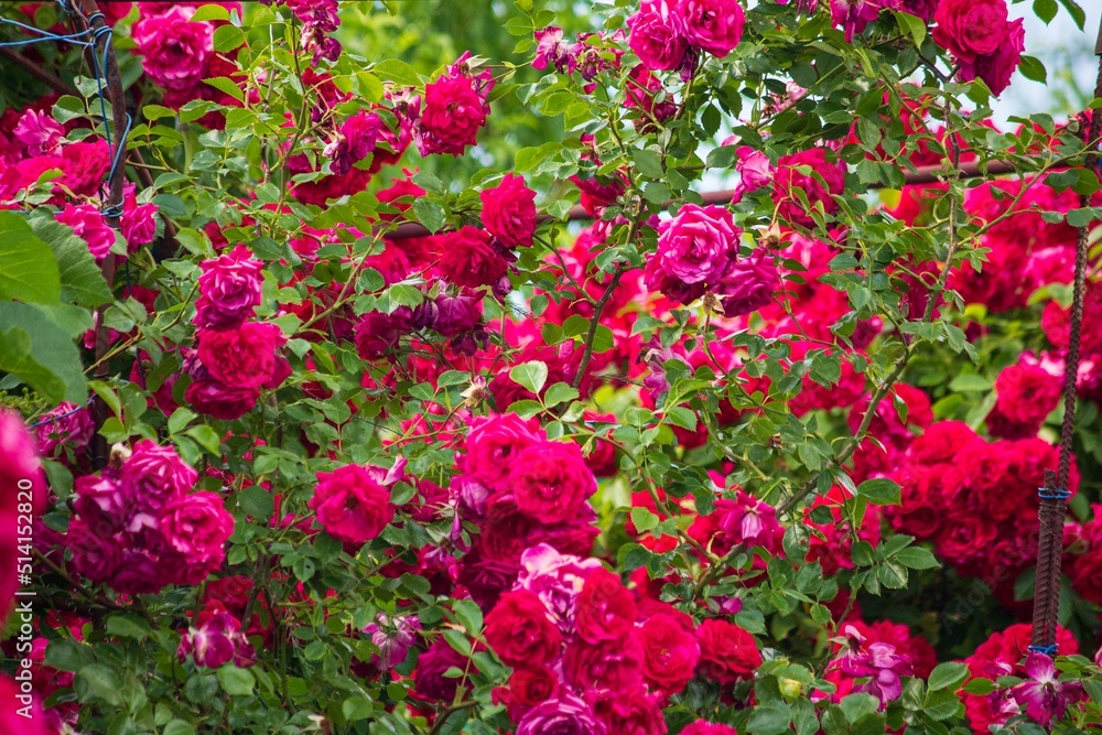 Photography of beautiful roses in a garden 