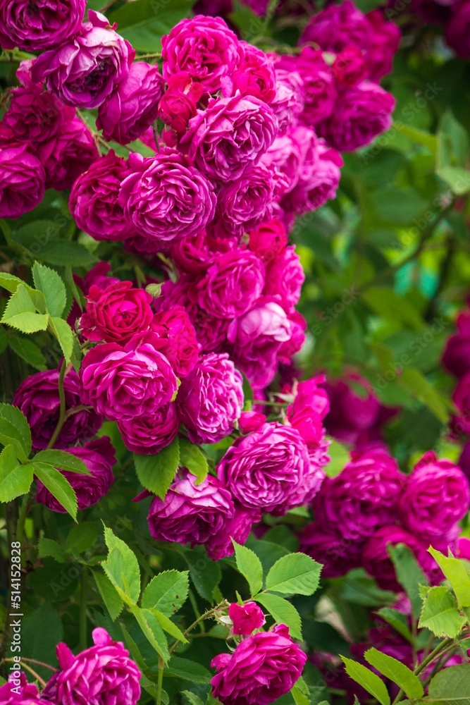 Photography of beautiful roses in a garden Photography of beautiful roses in a garden