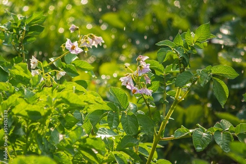 Flowering potato in a dew