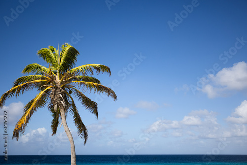 Palm tree on the blue sky and azure sea background.  © Vitalina