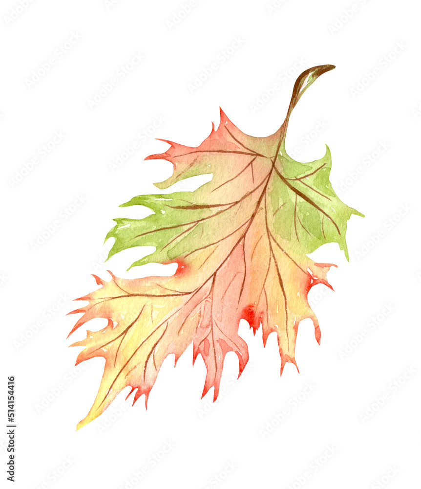 Fototapeta premium Bright, colorful autumn leaf. Watercolor fall illustration