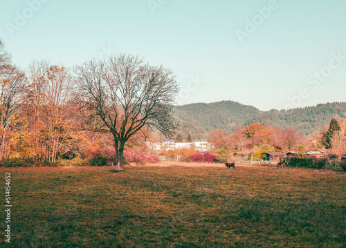 Autumn Dream Forest 
