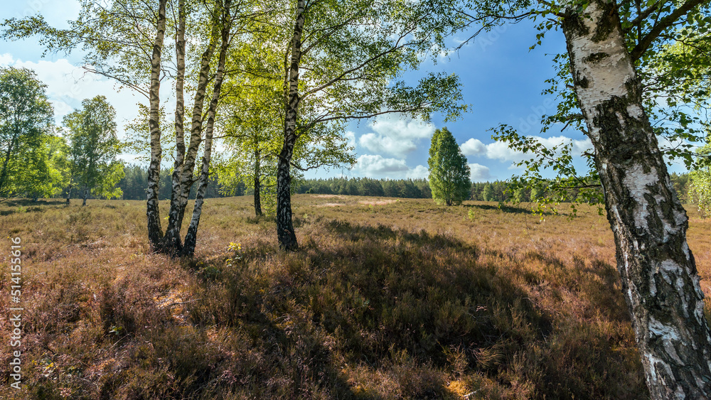 Obraz premium Heidewanderung