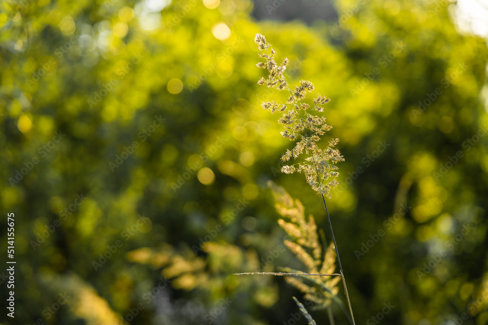 Grass in backlit sunlight on the background of nature Grass in backlit sunlight on the background of nature