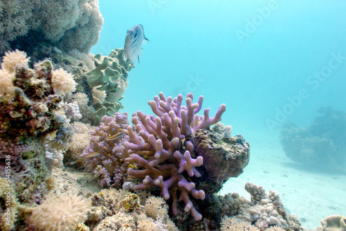 Fototapeta Naklejka Na Ścianę i Meble -  Coral reef with lilac hood coral and exotic fish at the bottom of tropical sea, underwater landscape