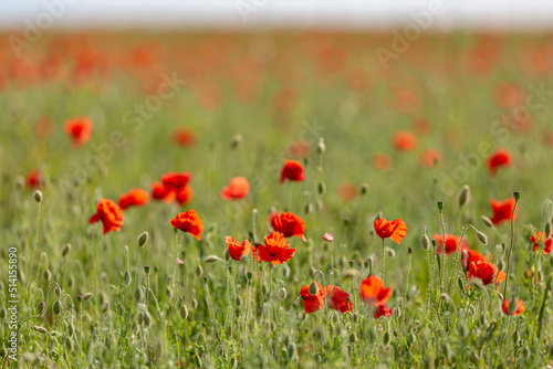 Vibrant red poppies growing in the countryside, with a shallow depth of field
