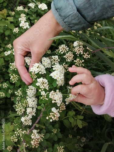 Family photo. Mom and baby. A close plan. Hands on the flower.