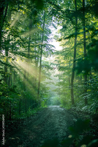 Fantastische Morgenstimmung im Wald  wo die einzelnen Sonnenstrahlen im Morgennebel sichtbar sind
